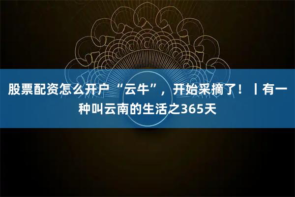 股票配资怎么开户 “云牛”，开始采摘了！丨有一种叫云南的生活之365天
